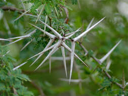 Image of Vachellia grandicornuta (Gerstner) Seigler & Ebinger