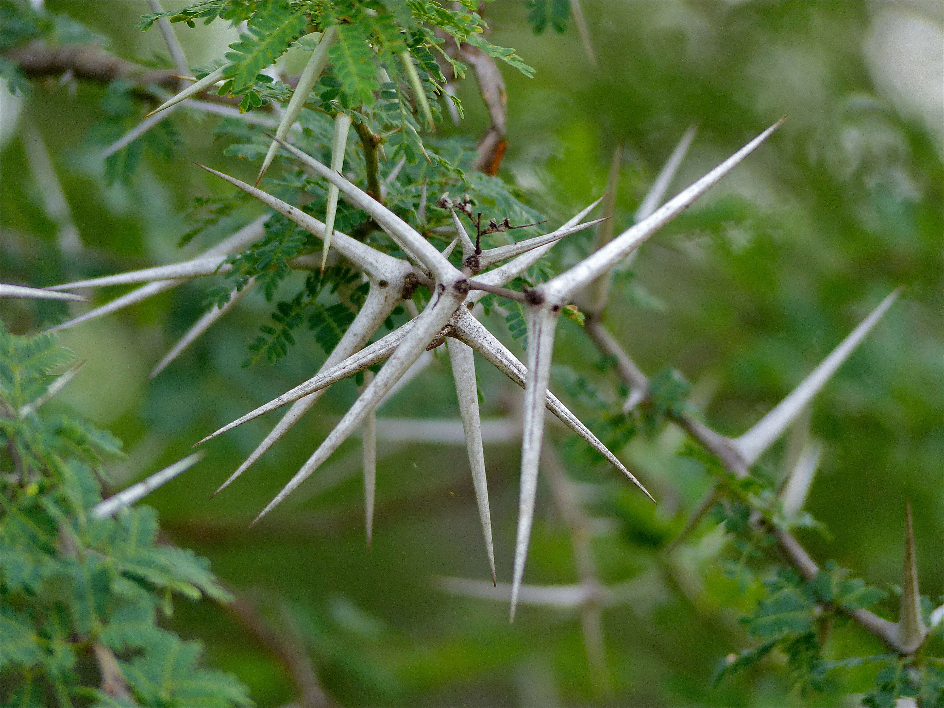 Image of Vachellia grandicornuta (Gerstner) Seigler & Ebinger