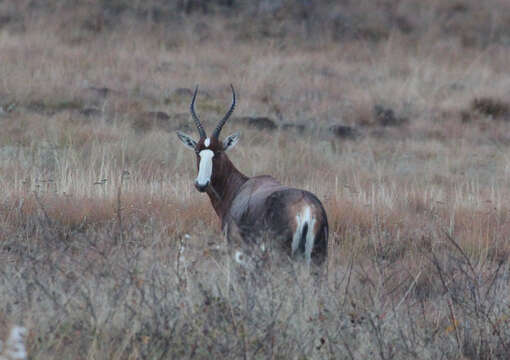 Image of Blesbok