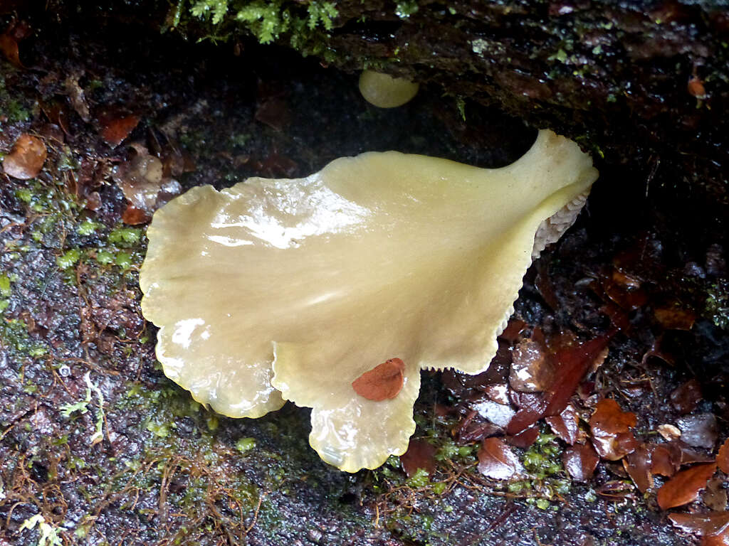 Image of Pleurotus