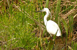 Image of Egretta Forster & T 1817