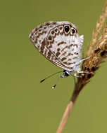 Image of Leptotes