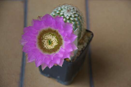 Image of Echinocereus reichenbachii subsp. caespitosus