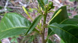 Image de Cestrum laevigatum Schltdl.