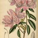 Image of Rhododendron siderophyllum Franch.