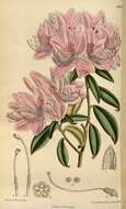 Image of Rhododendron siderophyllum Franch.