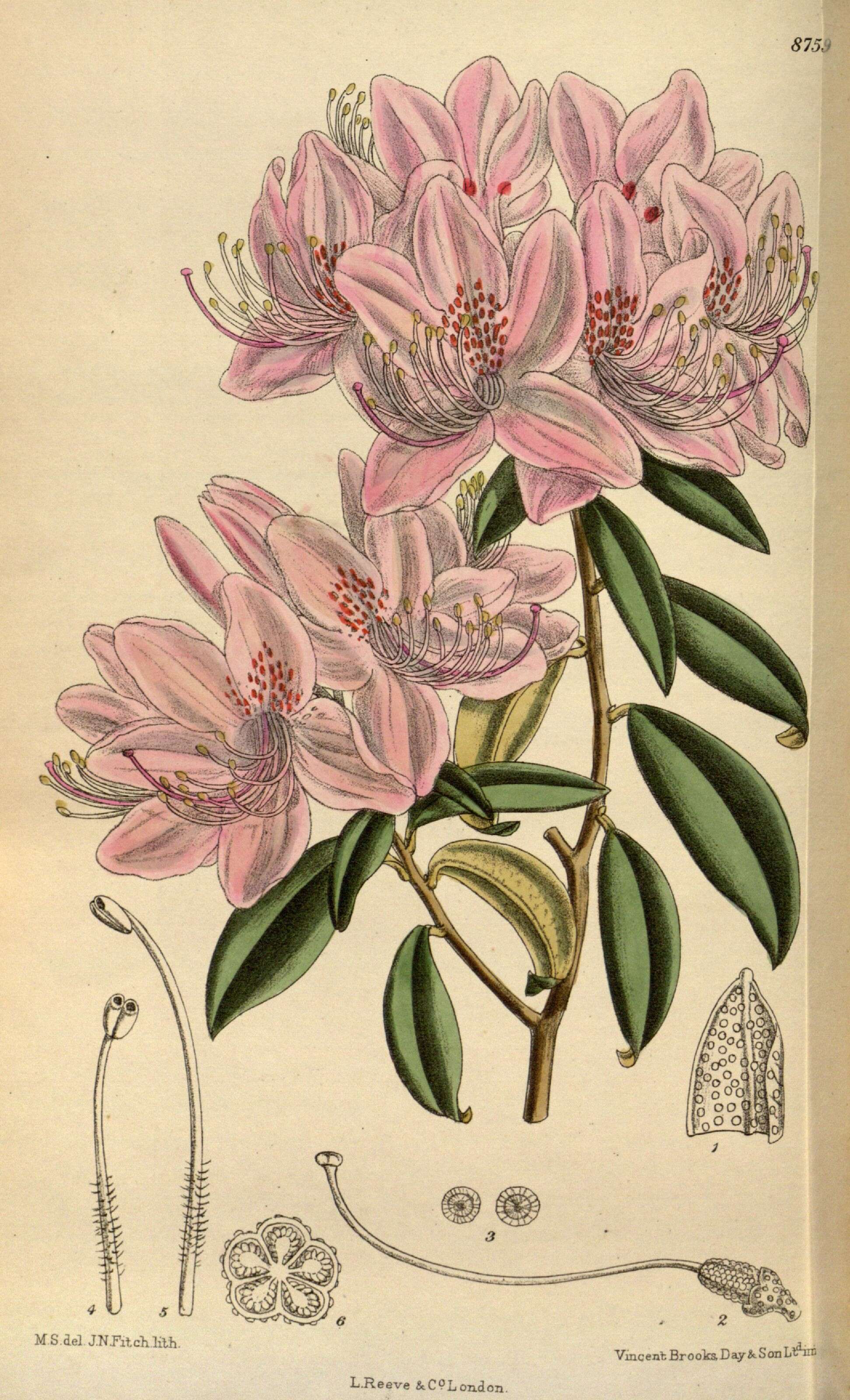 صورة Rhododendron siderophyllum Franch.