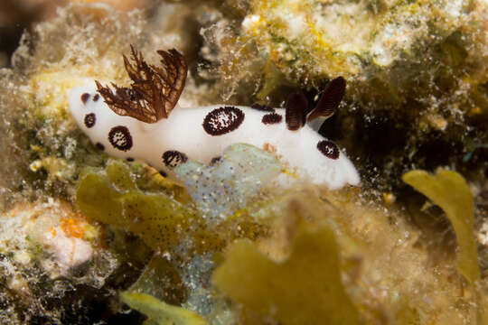 Image of Snoopy black spot white slug