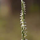 Image of Autumn Lady's Tresses Spiranthes