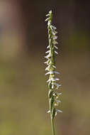 Image of Ladies'-tresses