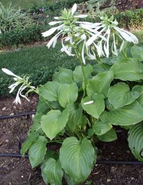 Image de Hosta plantaginea (Lam.) Asch.