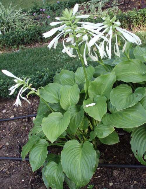 Imagem de Hosta plantaginea (Lam.) Asch.