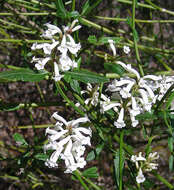 Image of Dipyrena juncea (Gillies & Hook.) Ravenna