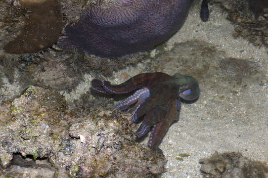 Image of Octopodidae d'Orbigny 1840