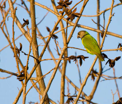 Image of Senegal Parrot