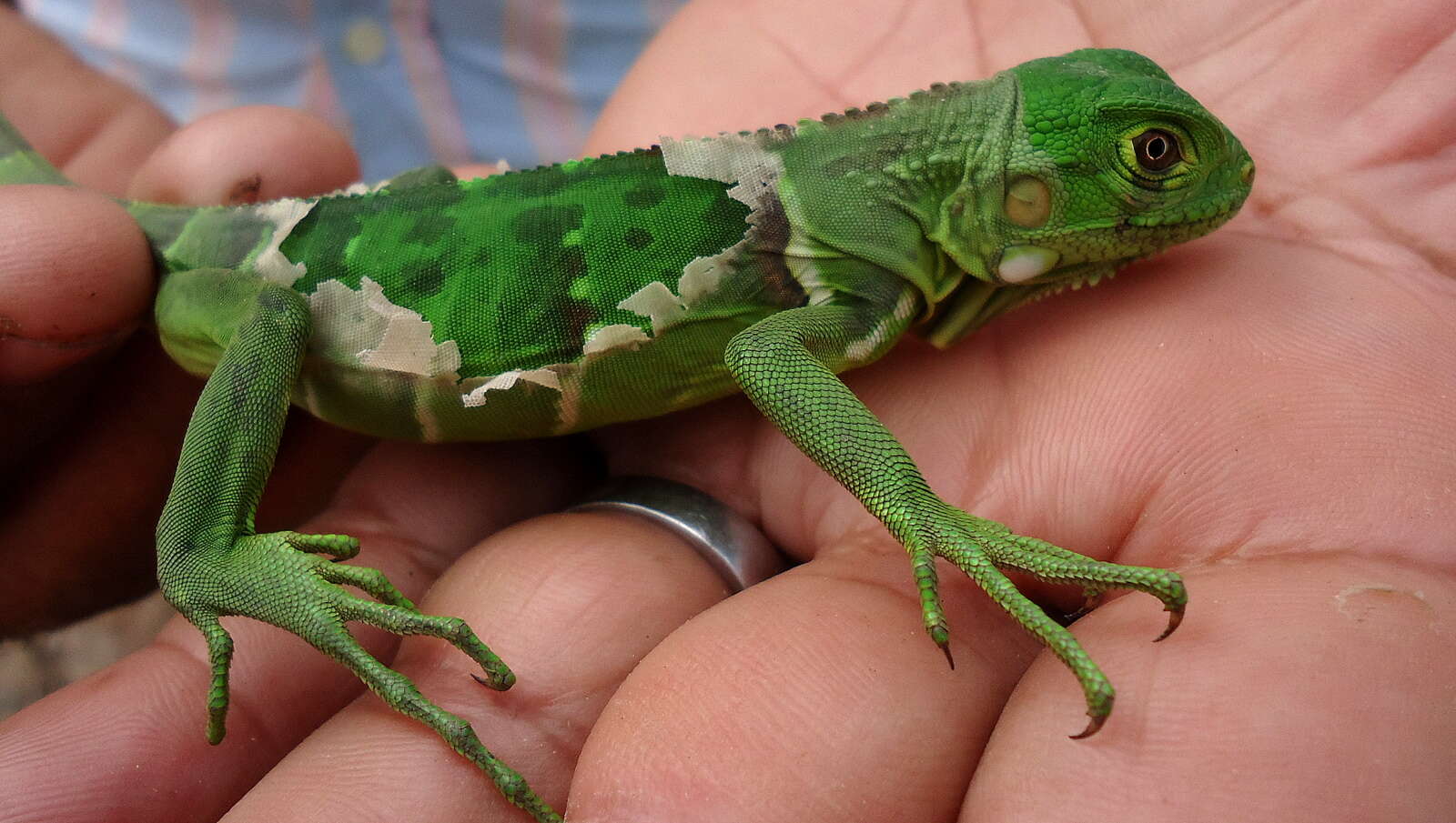 Image of Green Iguana