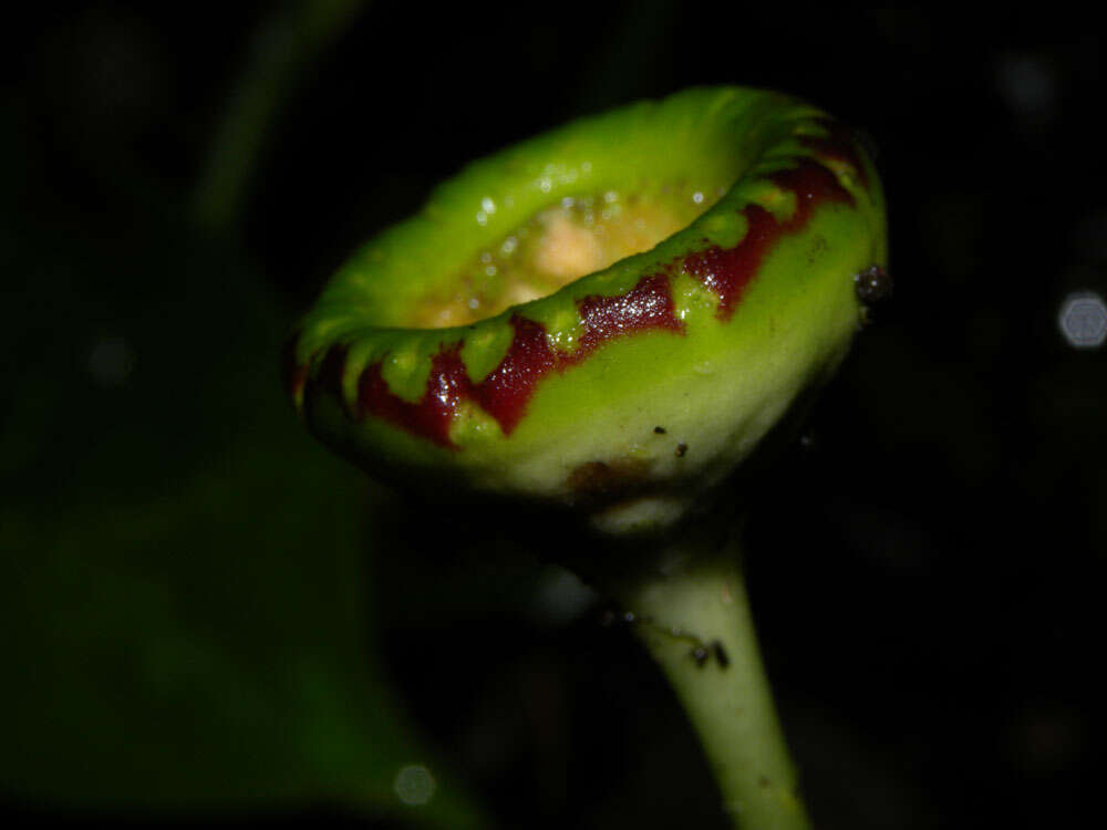 Image of Dorstenia choconiana S. Wats.