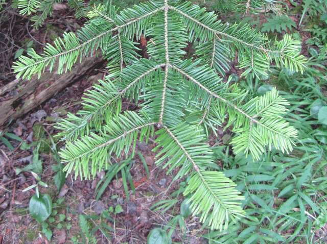 Image of Fir