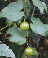 Image of Snake Gourds