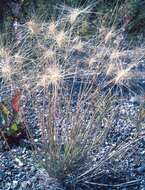 Image of barley