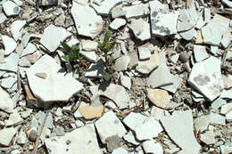 Image of Uinta Basin beardtongue