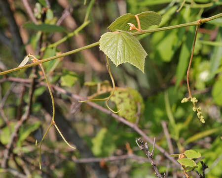 Image of graybark grape