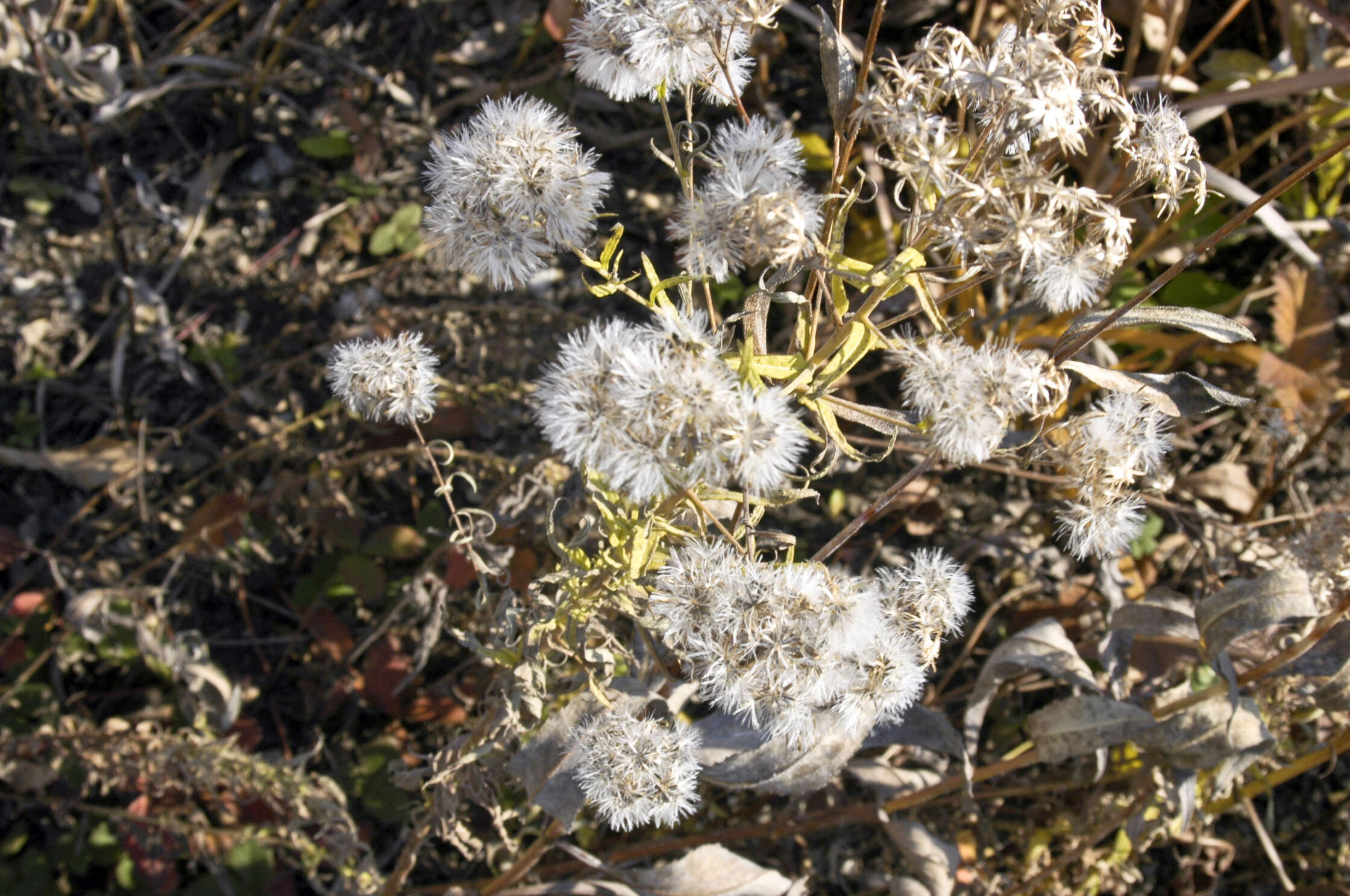 Image of false boneset