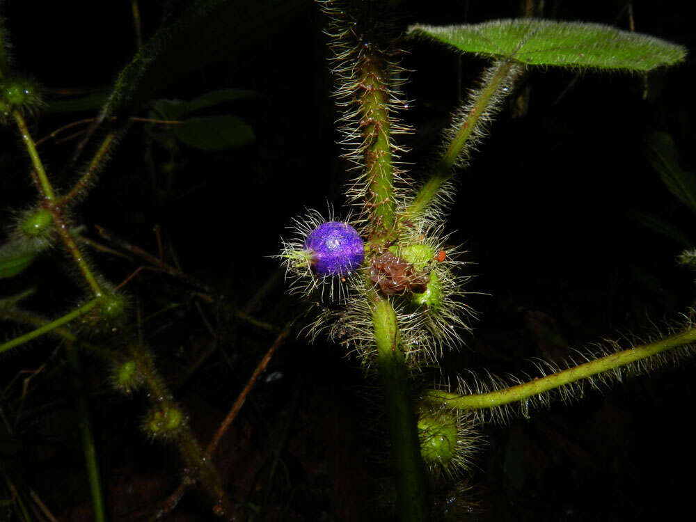 Imagem de Clidemia crenulata Gleason