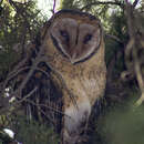 Imagem de Tyto novaehollandiae castanops (Gould 1837)