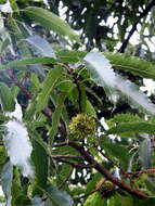 Слика од Quercus acutissima Carruth.