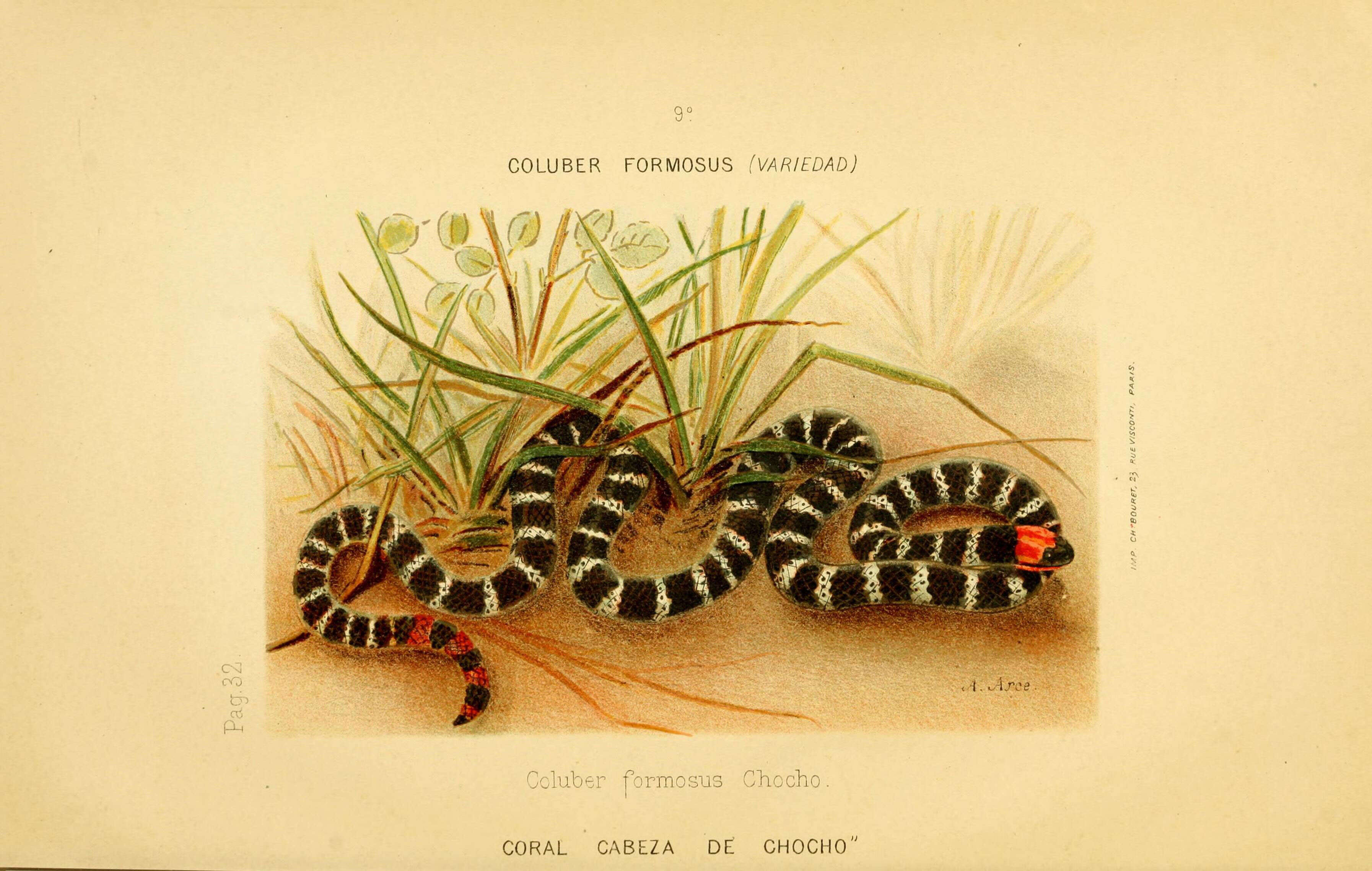 Imagem de Oxyrhopus formosus (Wied-Neuwied 1820)