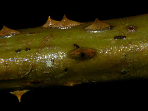 Слика од Urera baccifera (L.) Gaud.