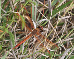 Image of Libellula Linnaeus 1758