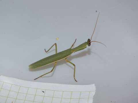 Image of praying mantises