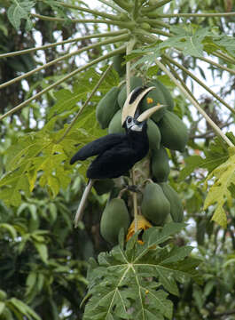 Image of Oriental Pied Hornbill