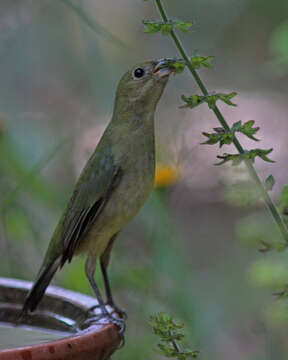 Image of Painted Bunting