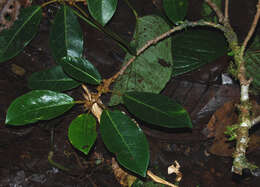 Image of Ficus