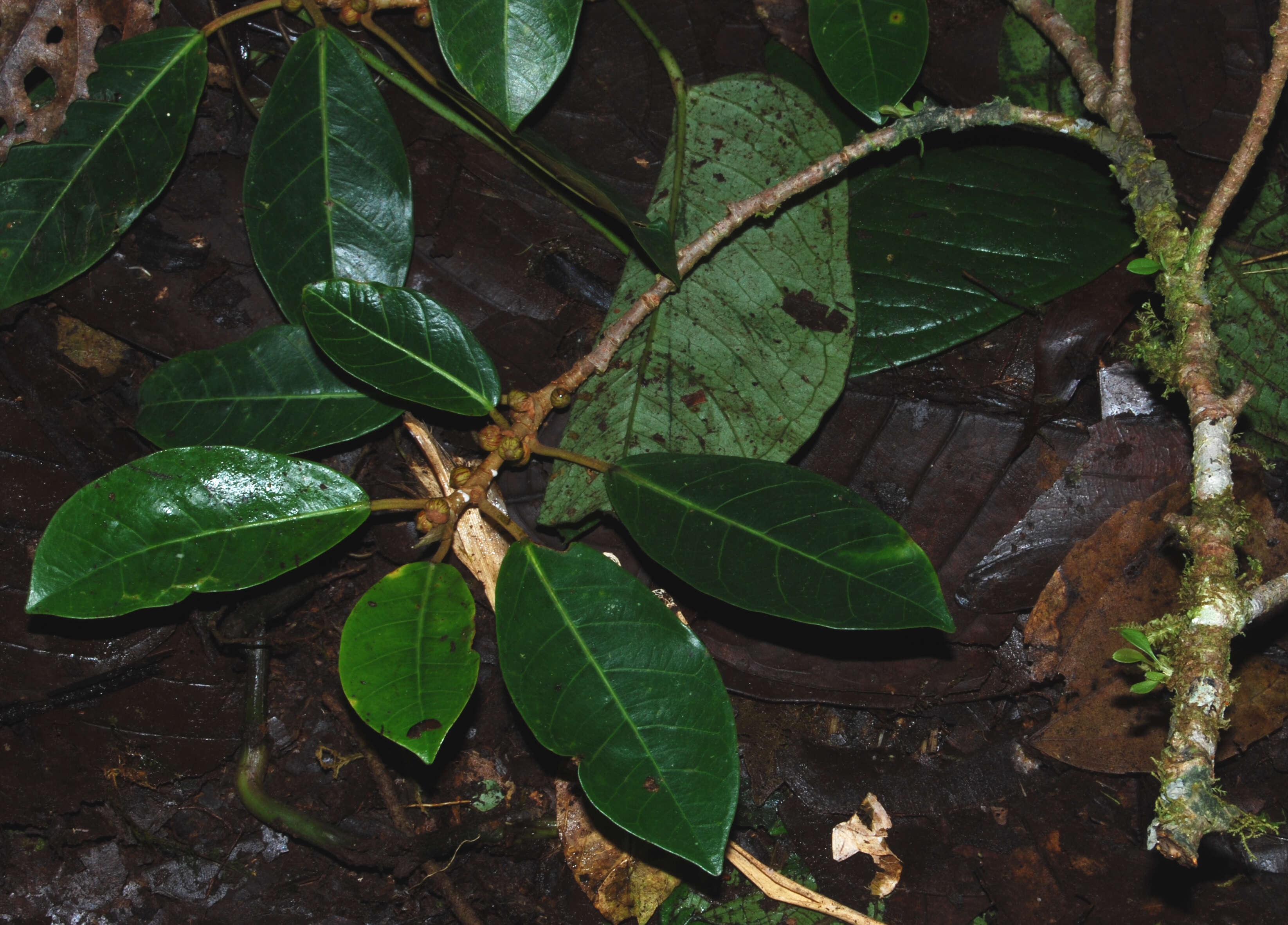 Image of Ficus