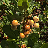 Image of Arctostaphylos crustacea Eastw.