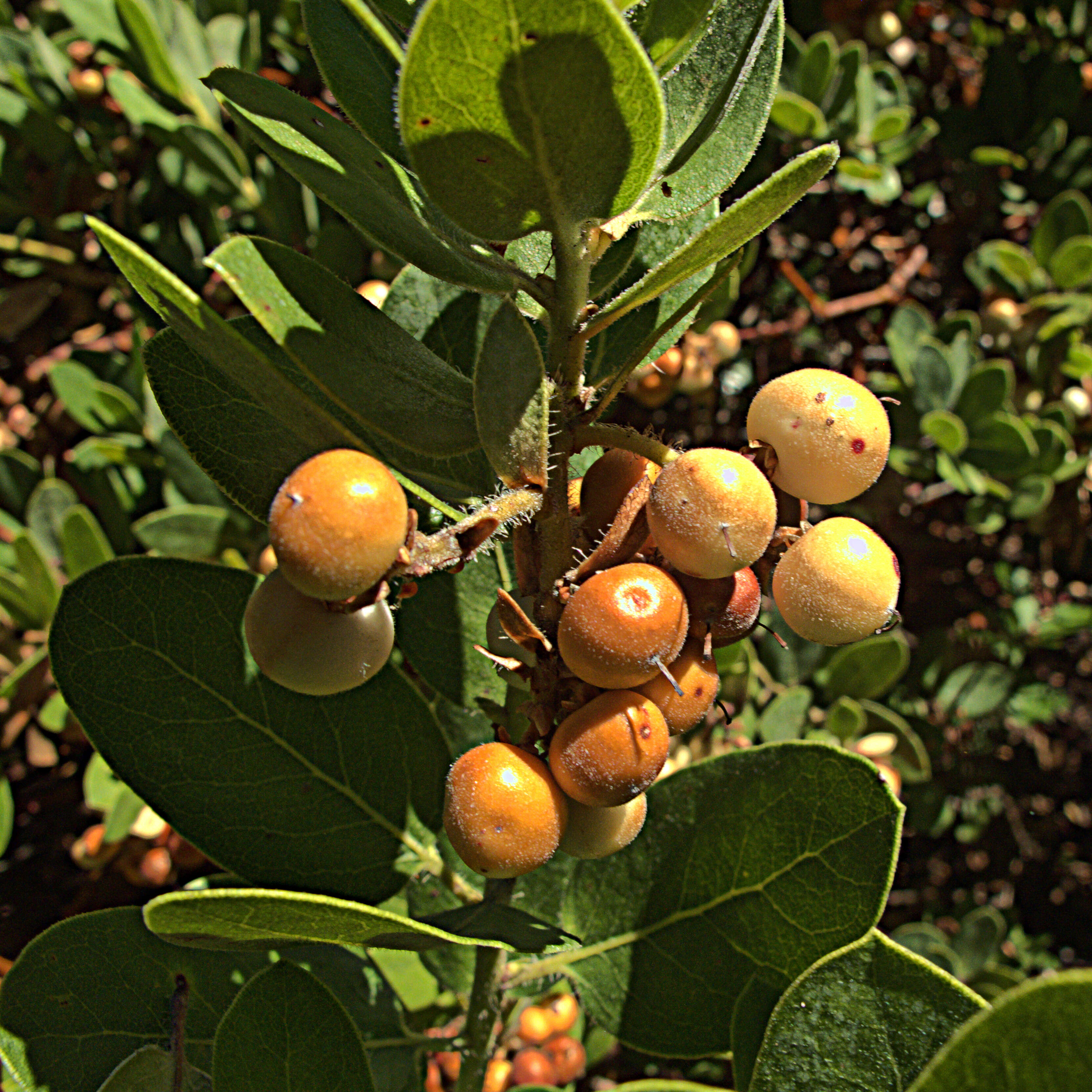 Image of Arctostaphylos crustacea Eastw.