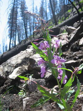 Image of rosebay willowherb