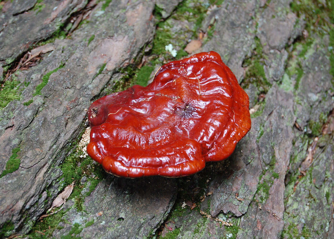 Image of Ganoderma