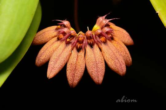 Plancia ëd Bulbophyllum trigonopus (Rchb. fil.)