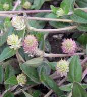 Gomphrena serrata L. resmi