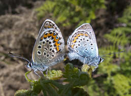 Image of Plebejus