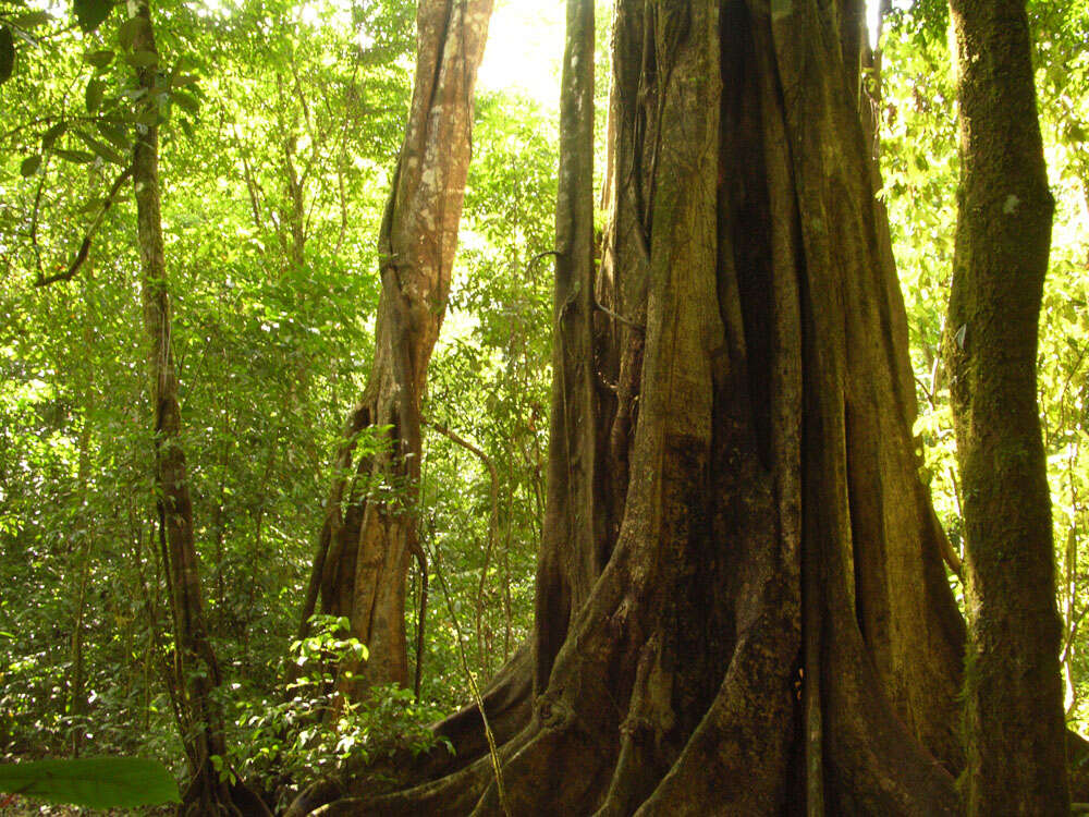 Image of Ficus zarzalensis Standl.