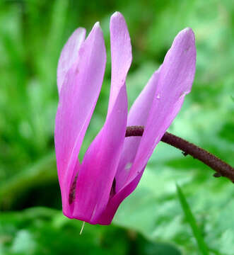 Image of Cyclamen repandum Sm.