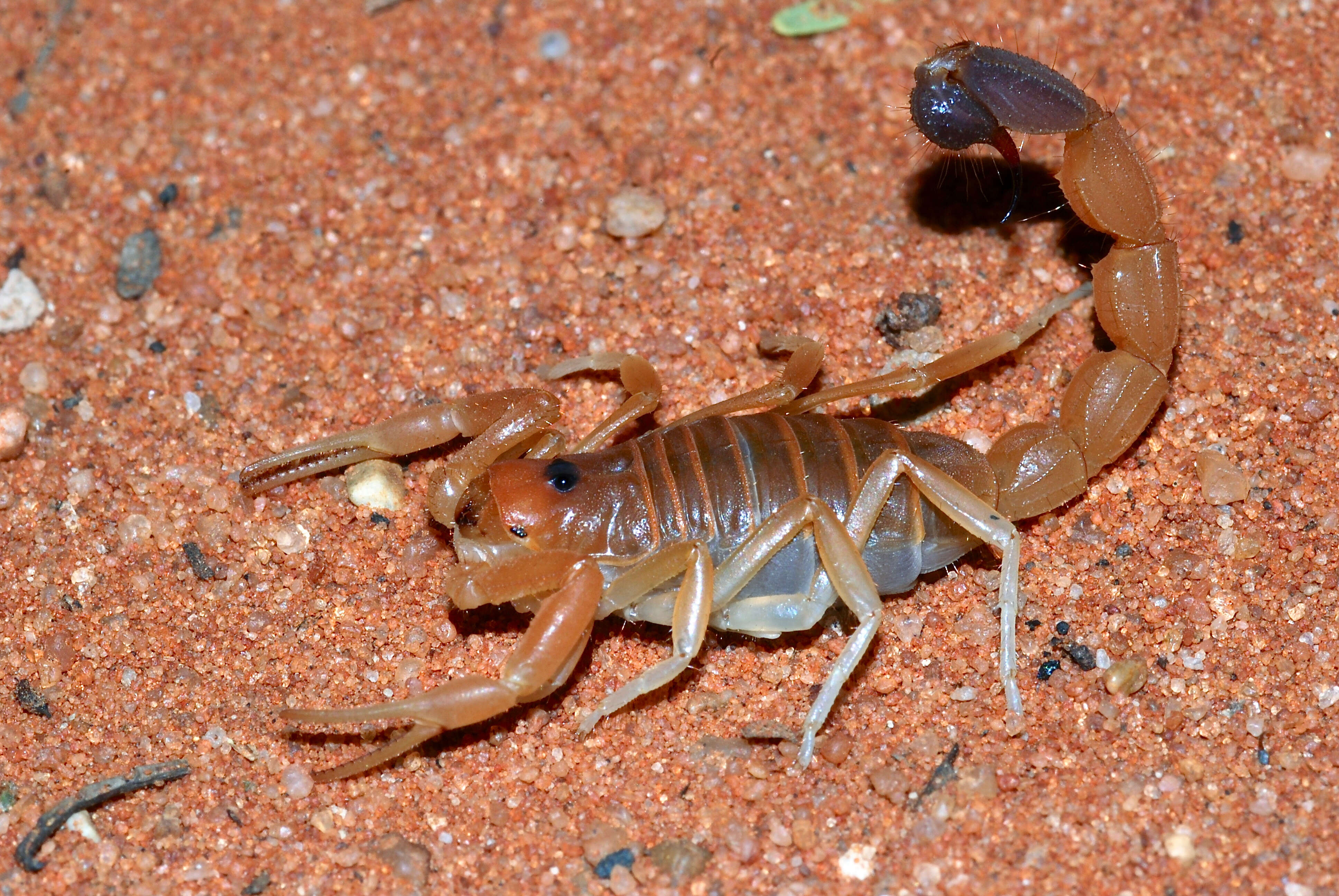 Sivun Parabuthus raudus (Simon 1888) kuva