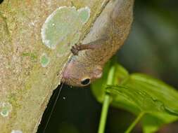 Image of Asian pygmy squirrel