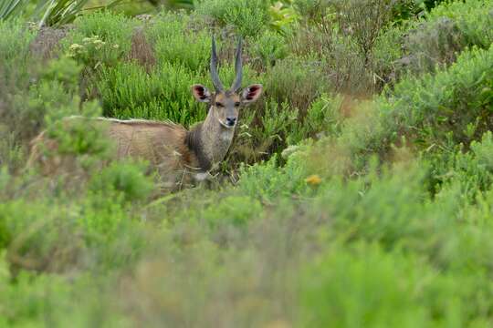 Image of Spiral-horned Antelope